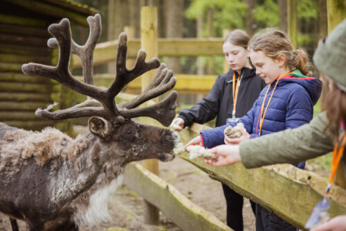 Kinder füttern Rentier