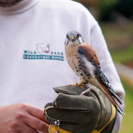 Kleiner Greifvogel auf Falknerhandschuh