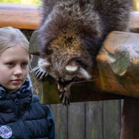Mädchen bei den Waschbären