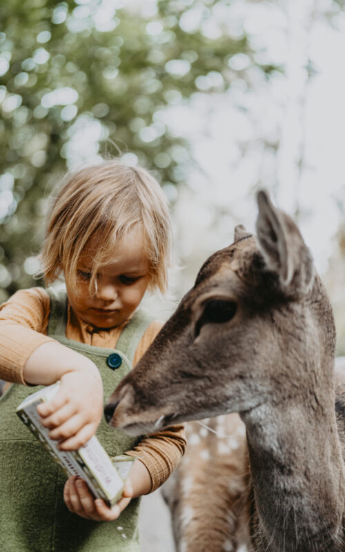 Kind füttert Damwild