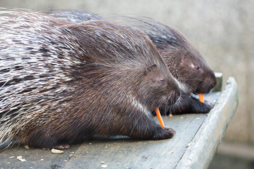 Stachelschweine fressen eine Möhre.