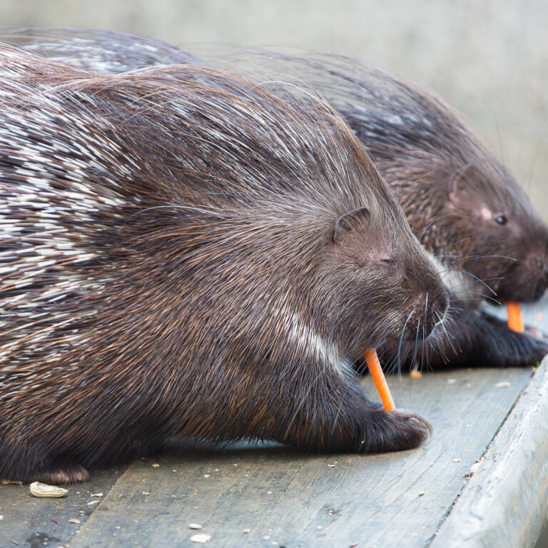 Stachelschweine fressen eine Möhre.
