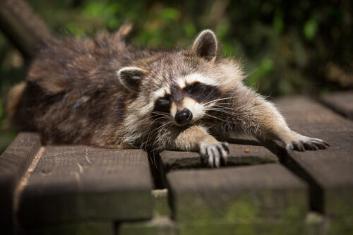 Waschbär streckt sich.