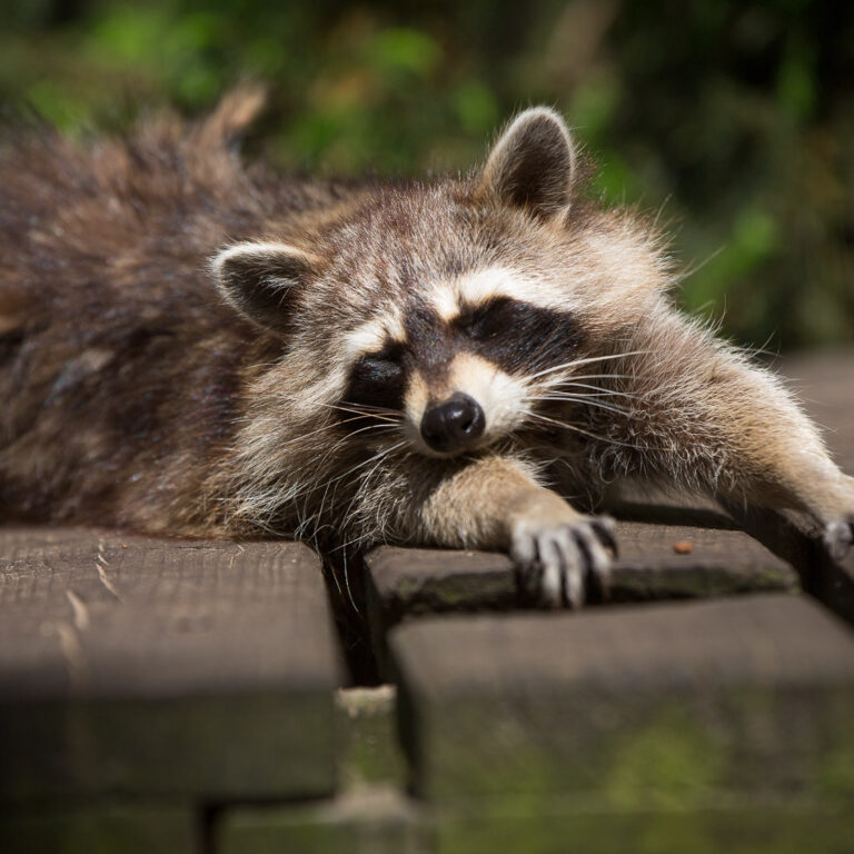Waschbär streckt sich.