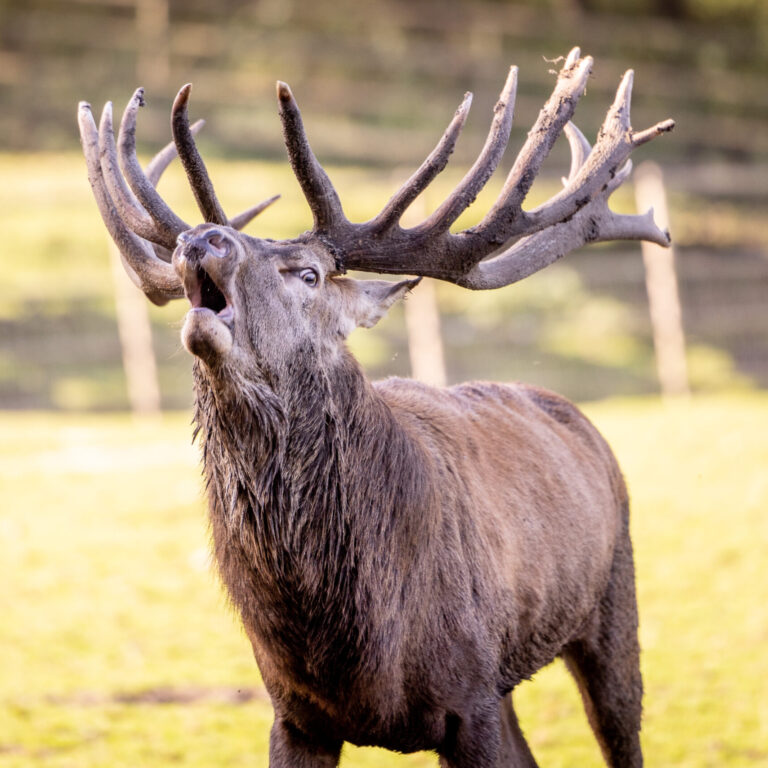 Rothirsch beim Brunftschrei.