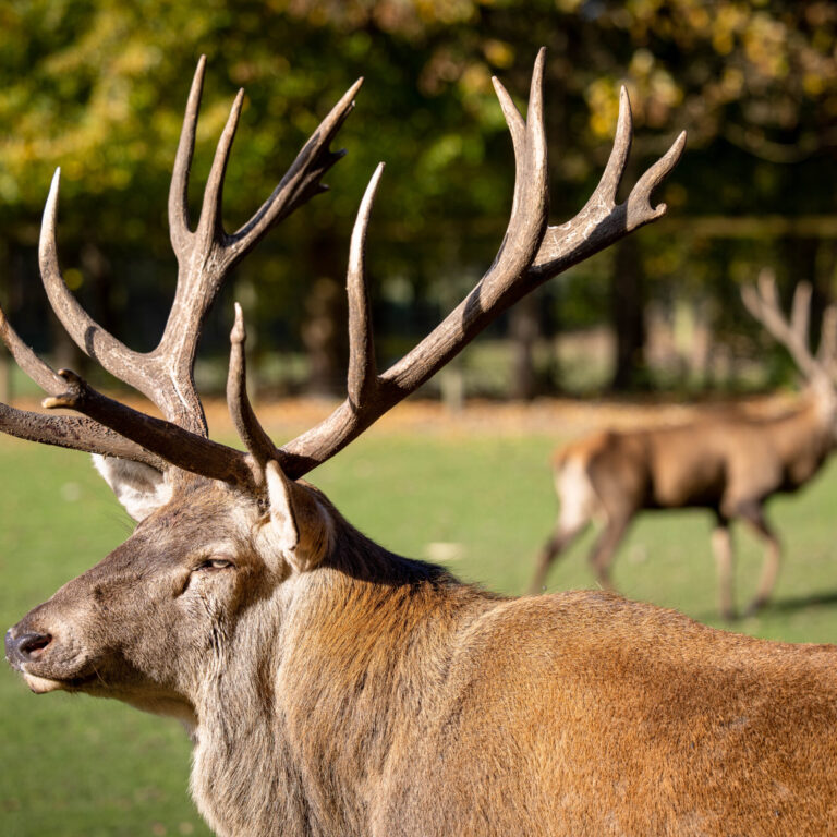 Rotwild in der Abendsonne.