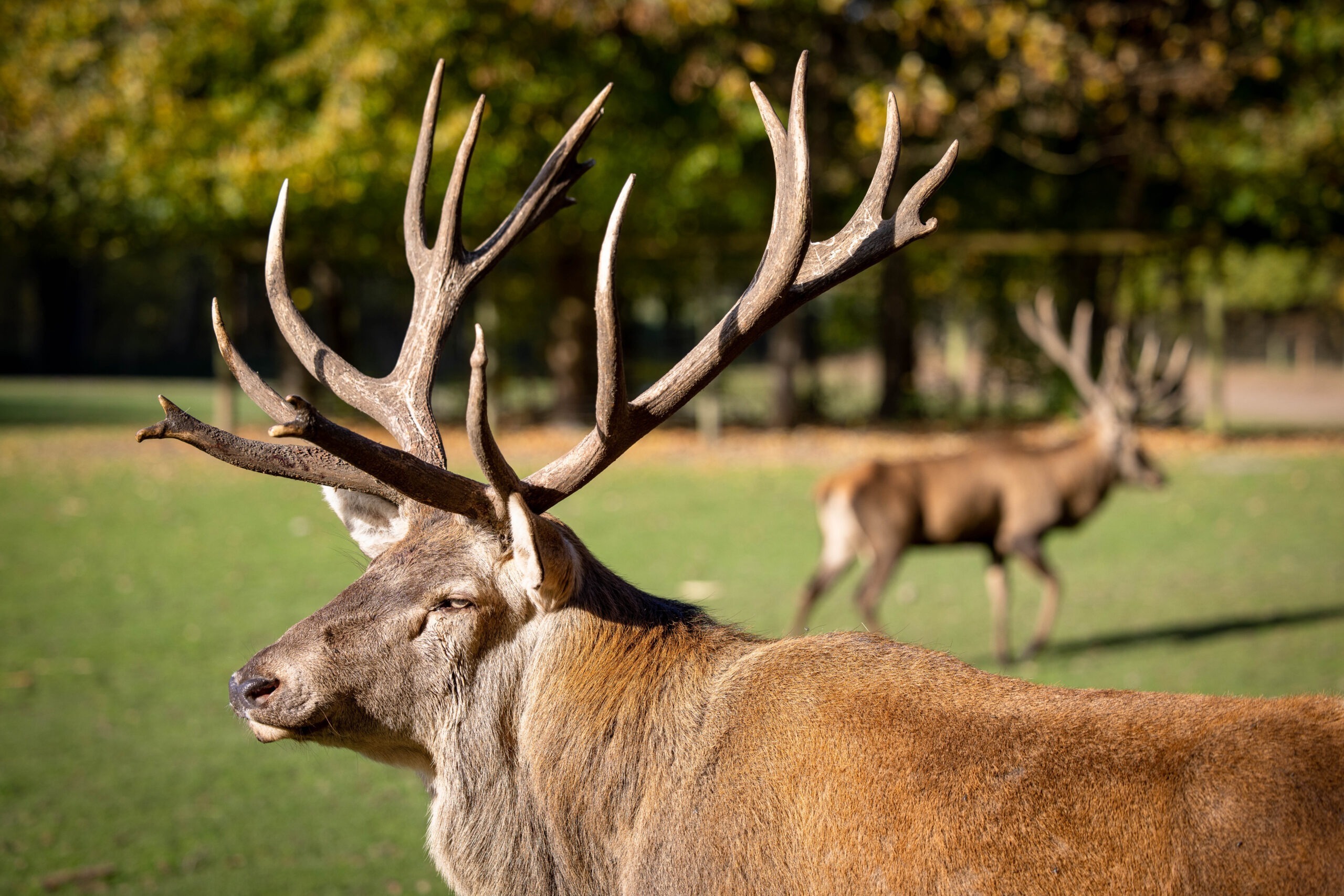 Rotwild in der Abendsonne.