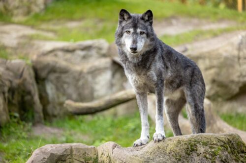 Timberwolf im Gehege