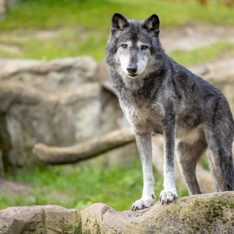 Timberwolf im Gehege