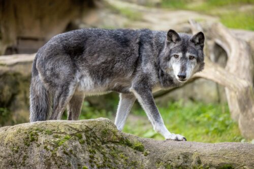 Timberwolf läuft durch das Gehege.