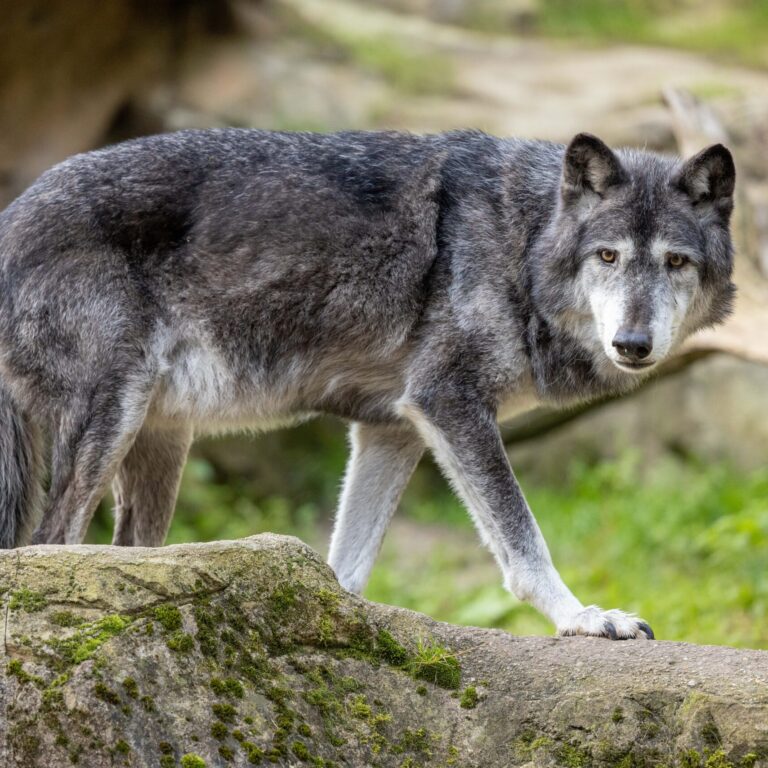 Timberwolf läuft durch das Gehege.