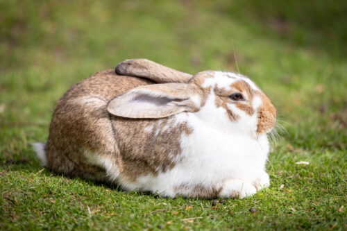 Kaninchen liegt in der Sonne