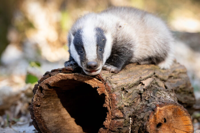 Dachsnachwuchs öffnet das erste Mal die Augen