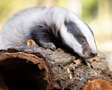 Dachsbaby auf Holzstamm