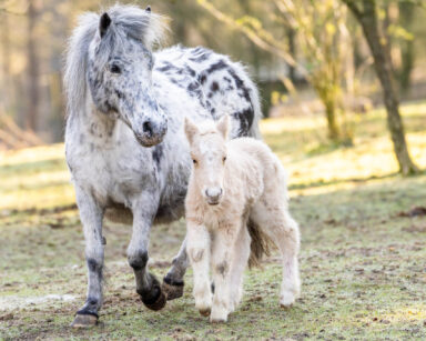 Ponyfohlen mit Mama