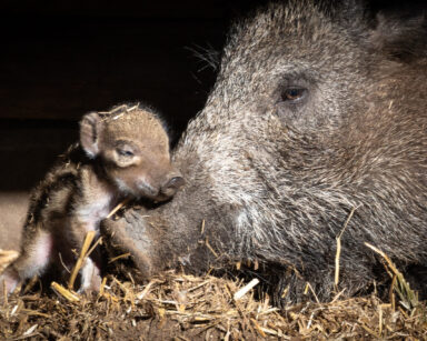 Frischling kuschelt sich an Mama