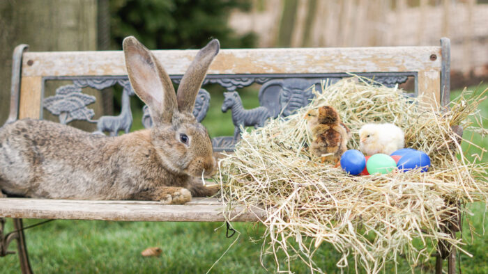 Kaninchen und Osterküken auf einer Bank