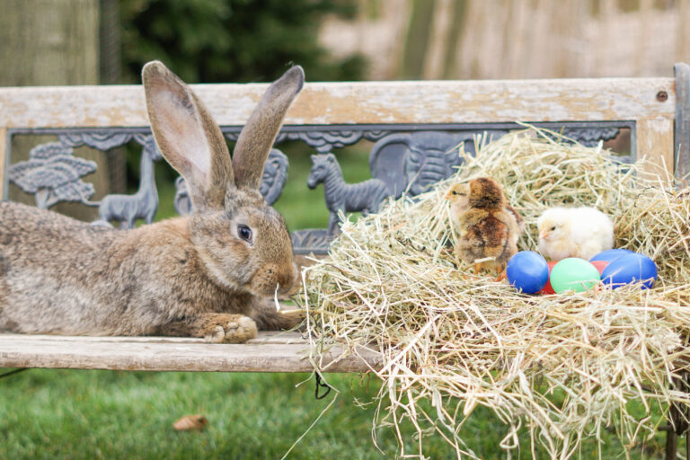 Kaninchen und Osterküken auf einer Bank