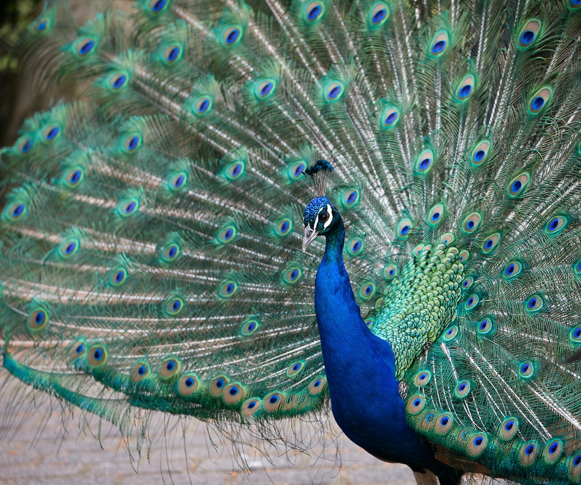 Pfau schlägt Rad