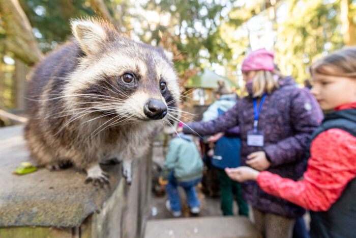 Kinder füttern die Waschbären