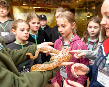 Kinder streicheln eine Kornnatter