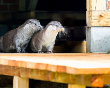 Zwei Otter schauen auf die neue Anlage