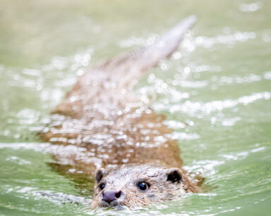 Fischotter Otto genießt ein Bad im neuen Teich.