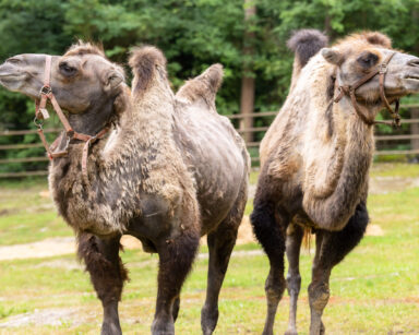 Trampeltiere im Gehege