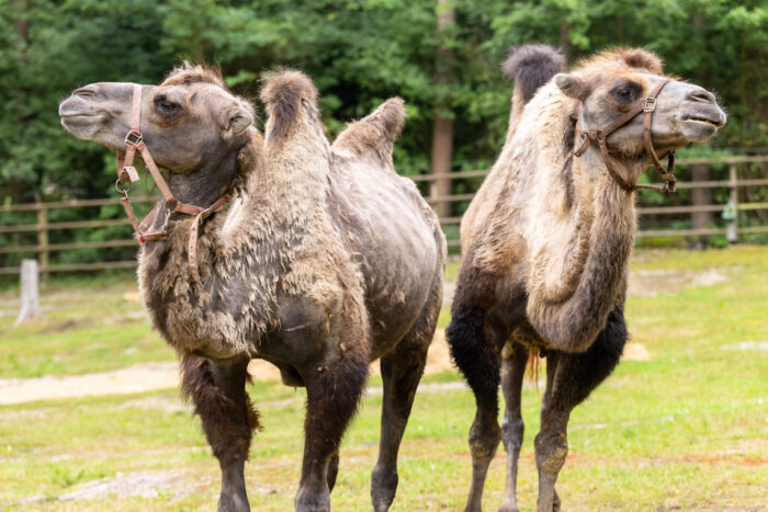 Trampeltiere im Gehege