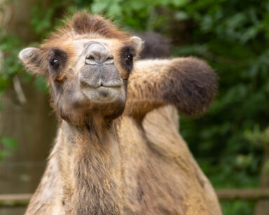 Nahaufnahme Trampeltier