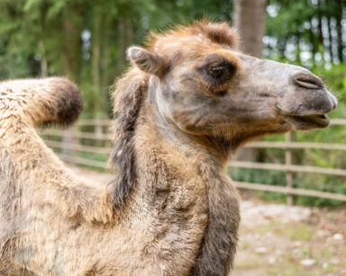 Trampeltier seitliche Ansicht