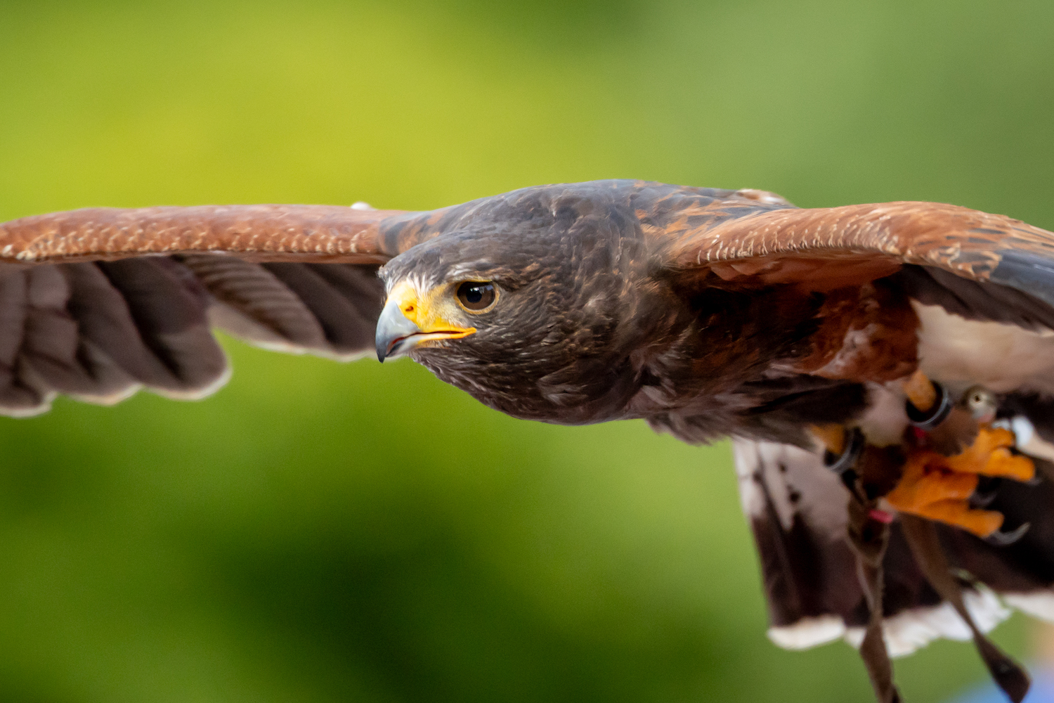 Greifvogel im Flug