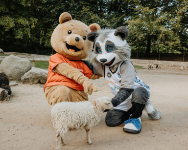 Towers-Maskottchen Willy und Willi Wildpark streicheln die Ziegen