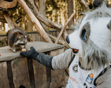 Towers-Maskottchen Willy im Gehege der Waschbären