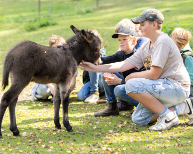 Die Kinder des Wildpark-Clubs streicheln ein Eselfohlen.
