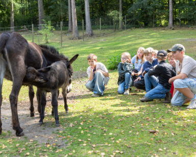 Die Kinder des Wildpark-Clubs beobachten unser Eselfohlen mit seiner Mama.