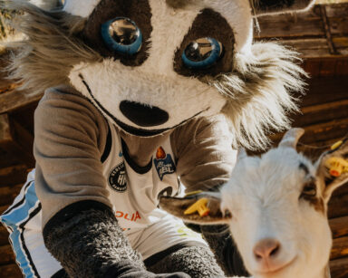 Towers-Maskottchen Willy bei den Ziegen