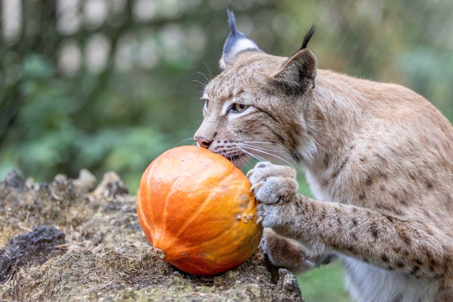 Luchs berührt Kürbis mit Nase