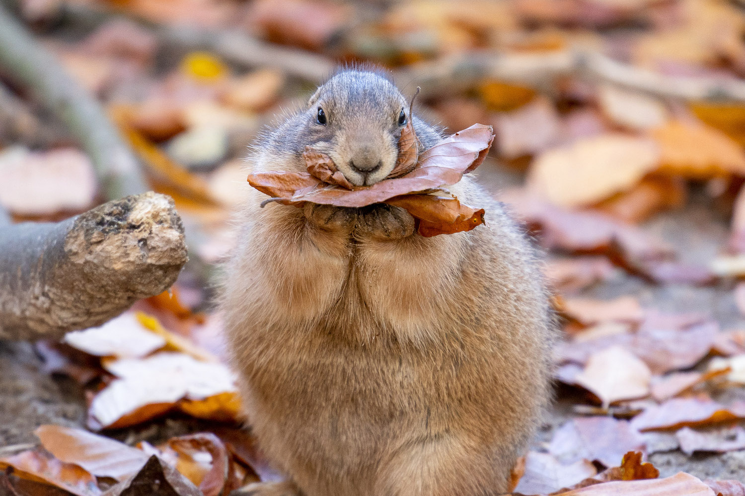 Knabbernder Präriehund im Laub