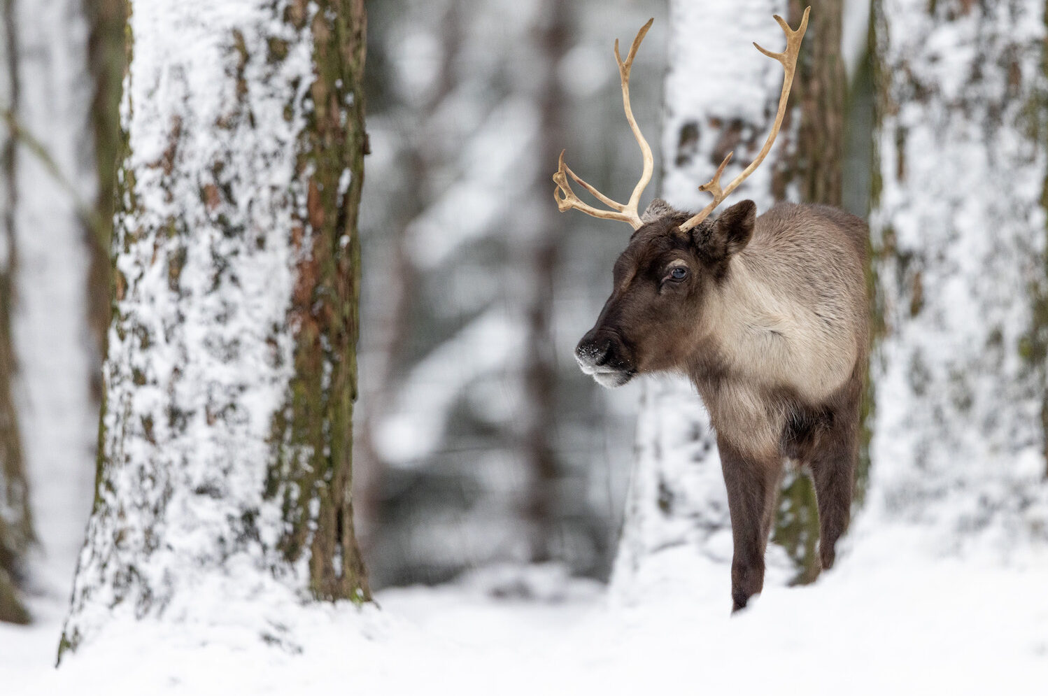 Rentier in verschneitem Wald