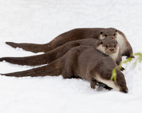 Drei Otter schauen neugierig.
