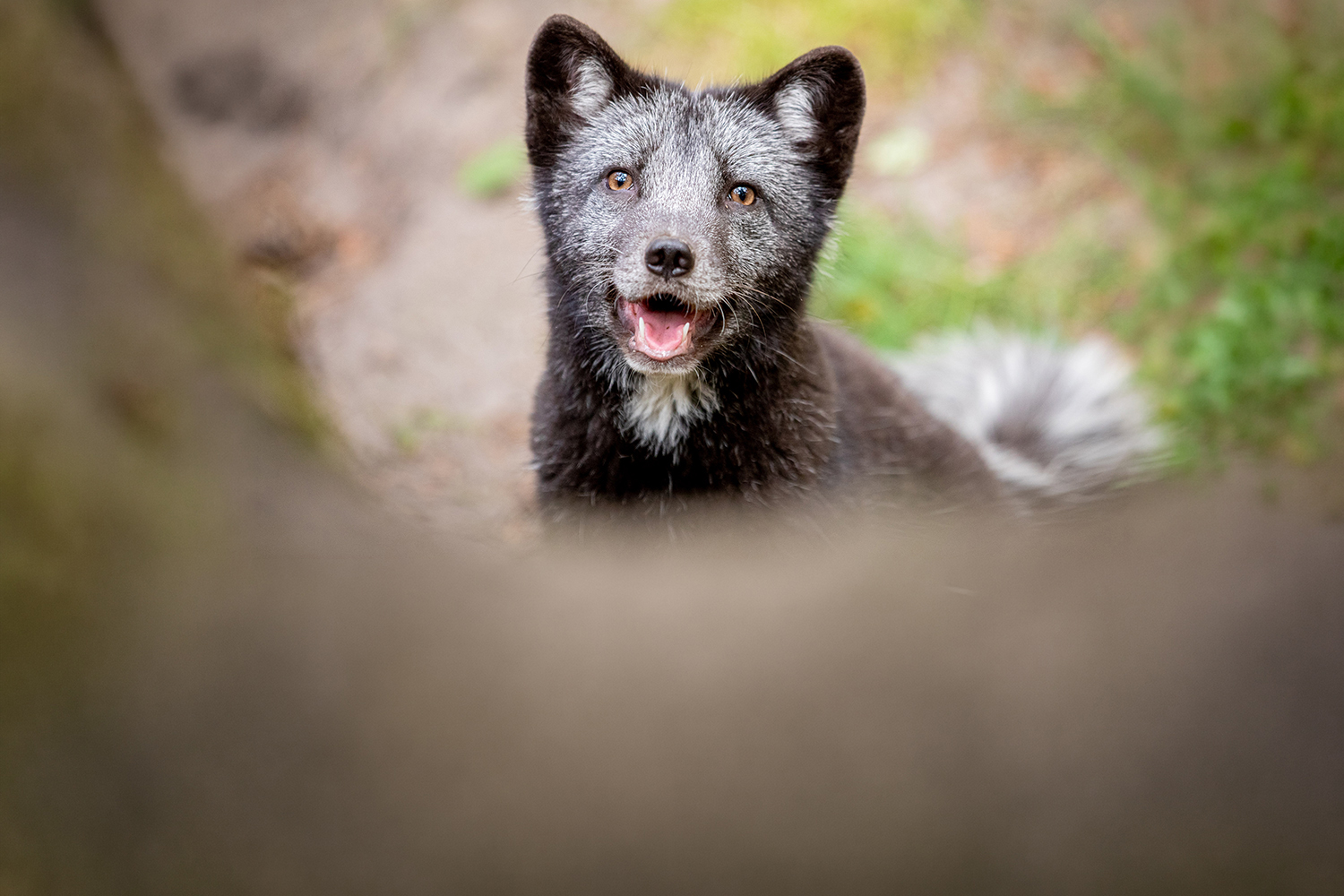 Polarfuchs im Sommer