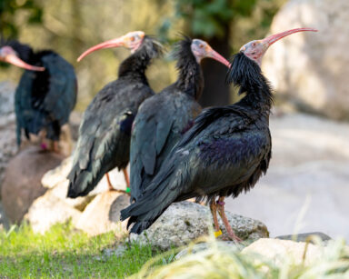 Waldrappen erkunden ihr Gehege