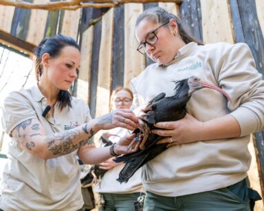 Bestandsaufnahme der Waldrappen