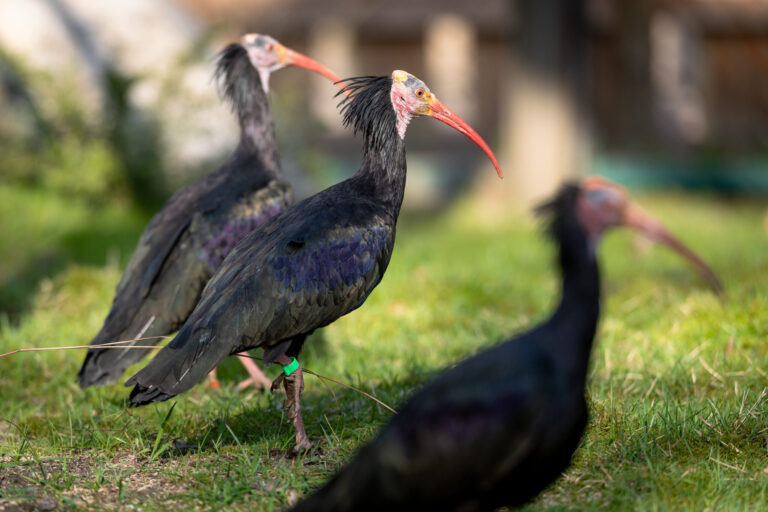 Drei Waldrappen im neuen Gehege
