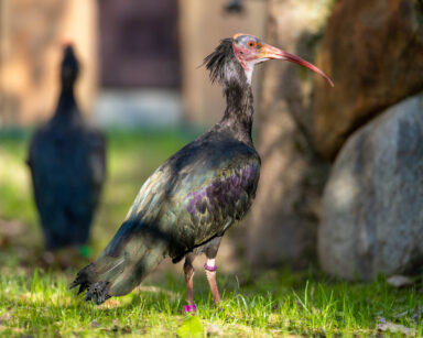 Ein Waldrapp im Gehege