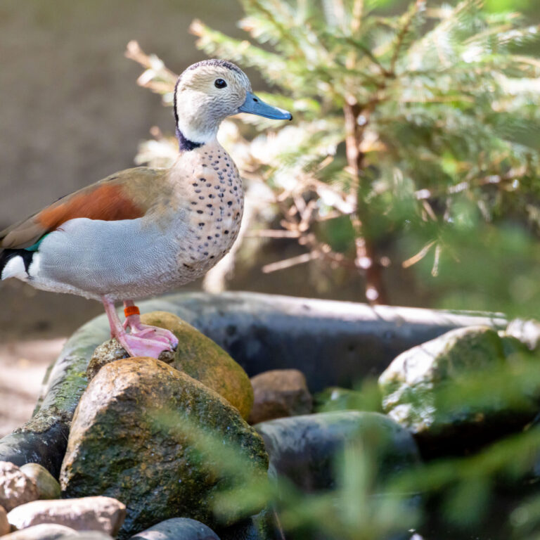 Rotschulterente Erpel