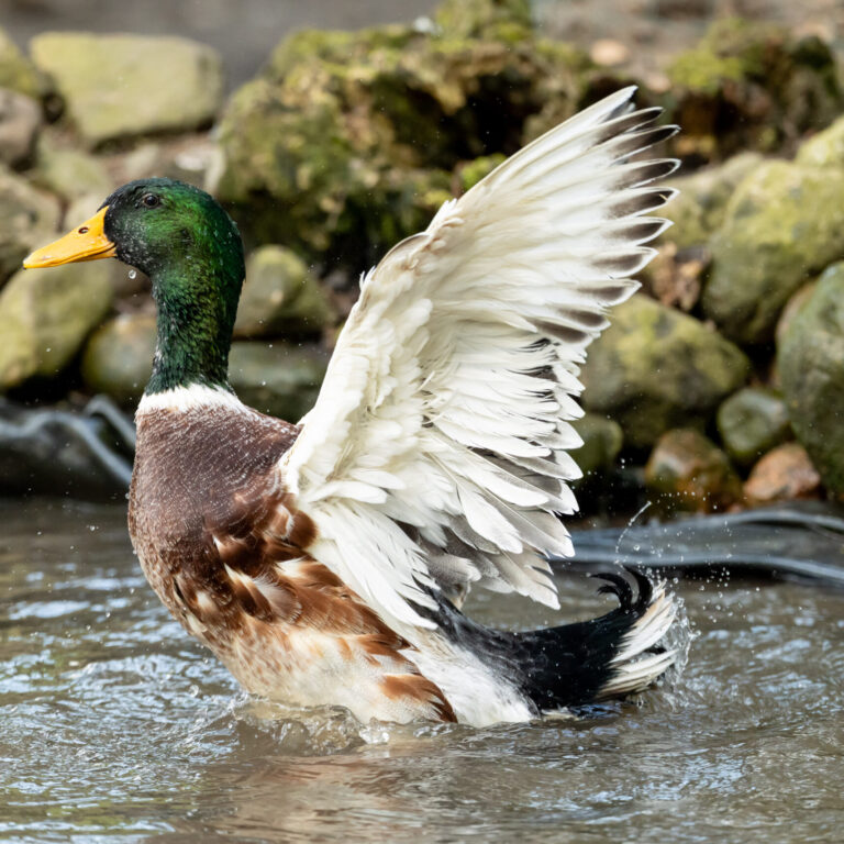 Silver Appleyard Erpel