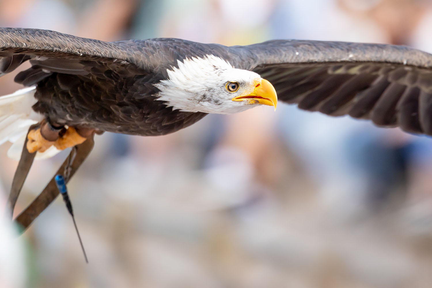 Fliegender Weißkopfseeadler
