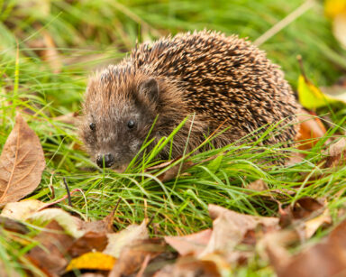 Ein Igel auf einer Wiese.